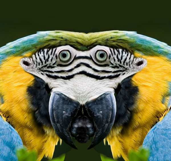 Creation of Parrot monster: Step 8